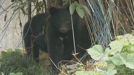 小学校近くでクマの目撃情報…保護者らに注意呼びかけ・金沢