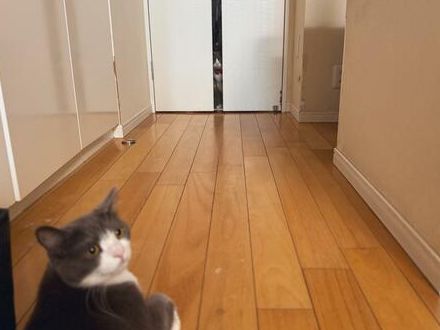 ドアの隙間から、だれか見ている……「ある意味自動ドア」から掛かる圧が話題　猫のわかりやすい顔に和む