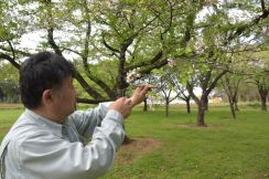 《リポート》ソメイヨシノ代替の波　伝染病や温暖化影響　茨城県内　早咲き、類似品種注目