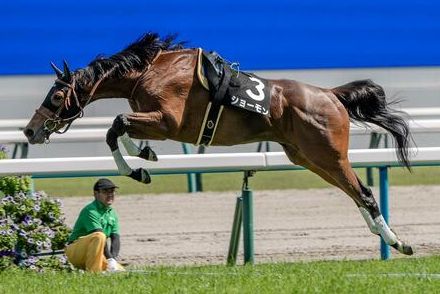 放馬してしまった競走馬の大ジャンプ　躍動感あふれる1枚に「美しい」との声