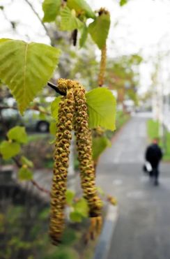 北海道内でシラカバ花粉飛散　札幌は昨年の10倍超