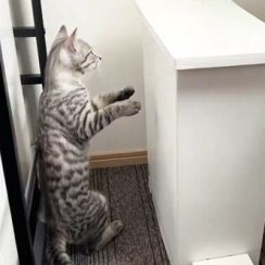 ごみ箱に『魚』を捨てたら　猫のお茶目な行動に笑ってしまう「開かない開かない開かない」
