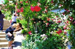 大分市の夫婦が個人バラ園無料開放　立体庭園に200種450株