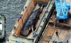 なぜクジラの「淀ちゃん」死体処理に8000万円？　維新と近い業者が受注　大阪市のテキトーな理由【内部文書入手】