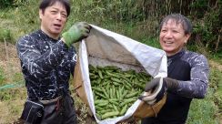 城ケ島で守られる“幻のソラマメ”種は門外不出の固有種　小ぶりでもうまくて甘くて濃い