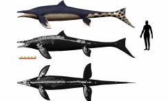 恐竜時代の海の王者”モササウルス”の新種　「ワカヤマソウリュウ」とは⁉