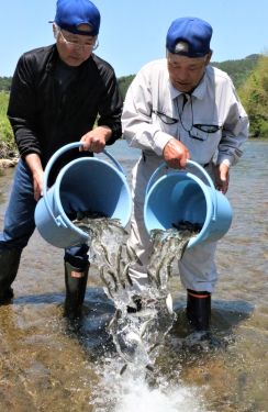 稚アユ約1万4000匹を放流　早瀬に勢いよく泳ぎ去る　6月16日の釣り解禁に向け／岡山・鏡野町