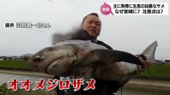 川のコイがかみちぎられた!宮崎市で釣り上げられたのは沖縄以北にはいないはずの凶暴なサメ