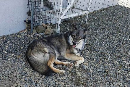 狼犬のかわいい勘違い　得意げに草むしりをお手伝いする様子に驚きの声　「さすが職人！」