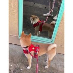 鏡に映る自分を見て「お手本のような二度見」をする犬　「お見事」「最高です」と反響！