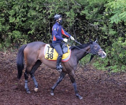 土曜東京競馬場の注目激走馬…東京１１Ｒメイステークス