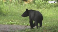 【熊の目撃情報】大玉村玉井地区　体長80センチほどの熊1頭が村道を横切る・福島県