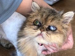 皮膚病、眼球に異常…ペルシャ猫ブリーダー崩壊の現場から30匹を保護　「あっという間に増えた」「頑張っていた」言い訳は許されない