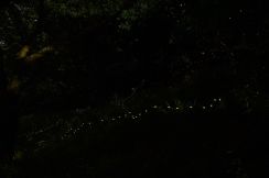 竜王山で〝森の妖精〟乱舞　ヒメボタルの季節、小さな光 無数に【山陽小野田】