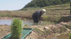 地元高校生やボランティアが被災地で田植え「本当に感謝しかない」輪島市の白米千枚田