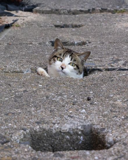 猫がひょっこり「えっへん、今日はもぐらのピンチヒッターを務めています」【沖昌之】