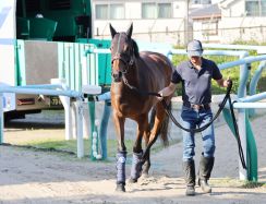 【オークス】タガノエルピーダ関東圏への初輸送も問題なし、和田助手「落ち着いて雰囲気もいい」