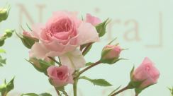 「最後には八重桜のように」　新品種含むバラ百選の展示始まる