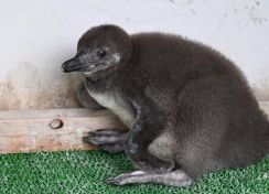 ペンギンやワラビー 赤ちゃん次々誕生　岡山・池田動物園、家族連れらに人気