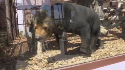 好物のフルーツで「おめでとう」徳山動物園の人気者・マレーグマのマーヤ誕生日会