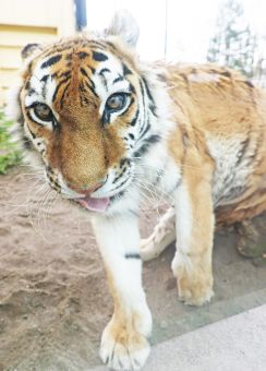 障害あるアムールトラのココア、まもなく16歳　一日一日、懸命に　北海道・釧路市動物園