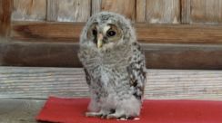 神社に「珍客」さい銭箱の横に…子どものフクロウたたずむ　ご祈祷中も逃げる様子なし　