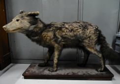 小学生発見のニホンオオカミ剝製、大哺乳類展3で展示　21日から