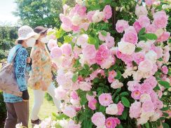 千本が咲き誇る「お屋敷の中のバラ園」　鴻巣・花久の里で例年より早く見頃に　26日までバラまつり、入場無料