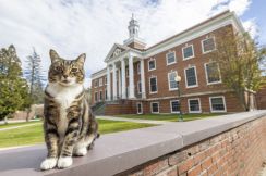 米大学、キャンパスで人気の猫に名誉博士号　「柱ひっかき権」も授与