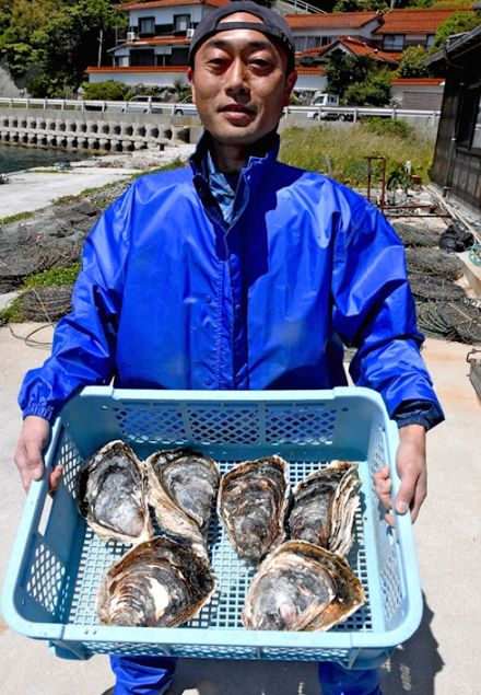 ギネス級？！ 重さ１キロ超の巨大イワガキ１００個！　島根県海士町で水揚げされ話題に