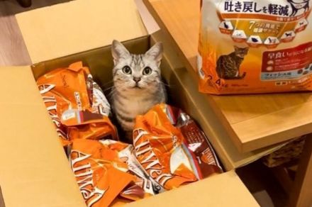 段ボールに飛び込んだら、まさかの…！？ 幸せな状況に気付いた猫のビフォーアフターが「たまらんかわいさ」「幸せそう」と話題に