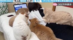 作業は進まんけど“幸福感”に満ちてる…！パソコンを見ていると、猫5匹に取り囲まれる映像がSNSで話題！「母吸いしてるよねw 」「ハーレムだ…！」