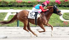 日曜京都競馬場の注目激走馬…京都１１Ｒ高瀬川ステークス