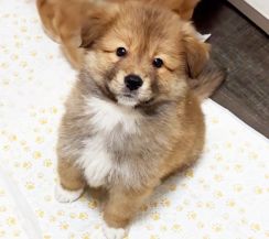 譲渡トライアル4回　ご縁に結ばれなかった子犬　運命の赤い糸はすぐそばにあった!