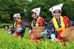 初夏の訪れ 岡山・後楽園で「茶つみ祭」　中高生が昔ながらの作業実演