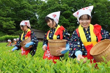 初夏の訪れ 岡山・後楽園で「茶つみ祭」　中高生が昔ながらの作業実演