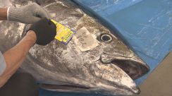 今が旬の沖縄のクロマグロ　漁獲可能量に到達で今期はまもなく終了　県の採捕停止命令　