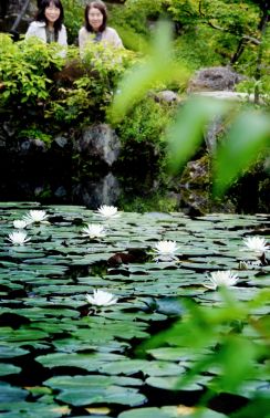 緑に映える涼しげスイレン　奈良の名勝「依水園」で開花　きょう５月20日は二十四節気「小満」
