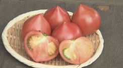 「断面はハート」「食べた後に旨み」 幻の“ルネッサンストマト”の出荷が本格化　皮が柔らかく栽培する農家が少ない