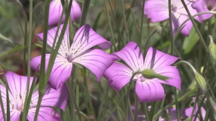 島根県邑南町　ハーブガーデン「香木の森」で色とりどりの花見頃