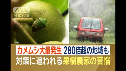 カメムシ、全国で大量発生「やだ、こんなに」例年の280倍の地域も…その要因と対処法