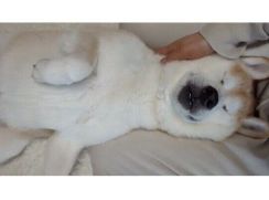 「静かな朝に二度寝を満喫する」犬の姿が可愛い！飼い主さんの膝枕で休む犬にほっこり