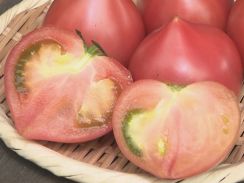 栽培農家少なく…幻のトマト「ルネッサンス」出荷始まる 断面がハート型で酸味と甘み凝縮 愛知・設楽町