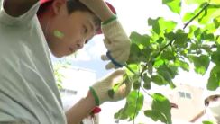 中学生に教わりながら小学生も作業に参加　飯田市の中心市街地に70年続くリンゴ並木で300人が摘果作業