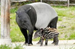 群馬サファリパーク飼育員がマレーバクにかまれて重傷、ヘリで搬送