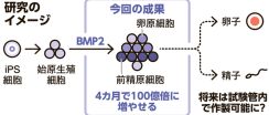 卵子や精子の手前の細胞、iPSから大量につくる方法開発　京都大