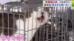 「責任のある飼い主さんに」保護されるも失われる命　1匹でも多くの命をつなぎたい“保護ネコ活動”「ペットも健康で生涯幸せに暮らせるようにしてあげたい」