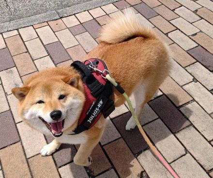 柴犬が喜びを表現　気持ちを「まっすぐ伝えてくれる」姿に悶絶　「震えるほどかわいい」