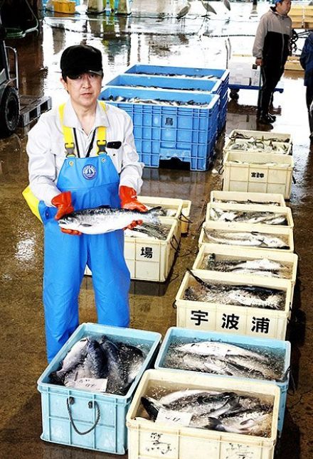 養殖サーモン３年目の出荷始まる　富山県氷見の宇波浦漁業組合、太り具合良く味も良好