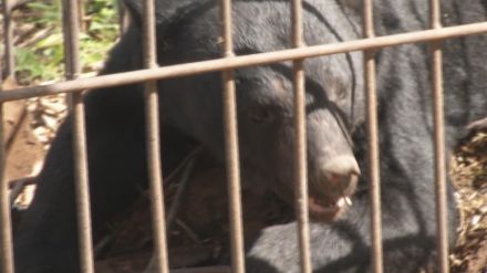 夜間もクマに注意!道路脇の茂みにクマ1頭出没　森の中に立ち去る　ケガ人はなし（山形・山形市）